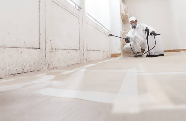 Black mold remediation team in Morton Grove