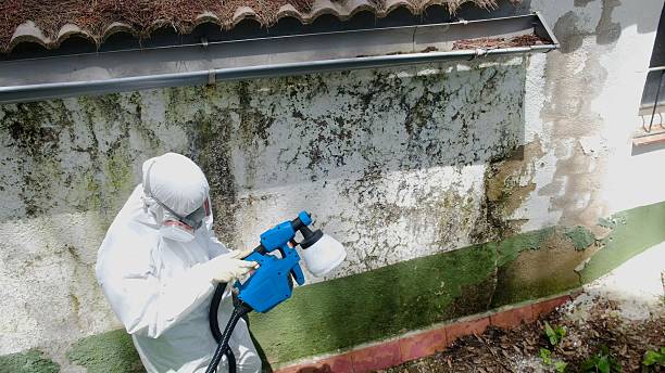 Mold Remediation service in Morton Grove, Morton Grove, IL